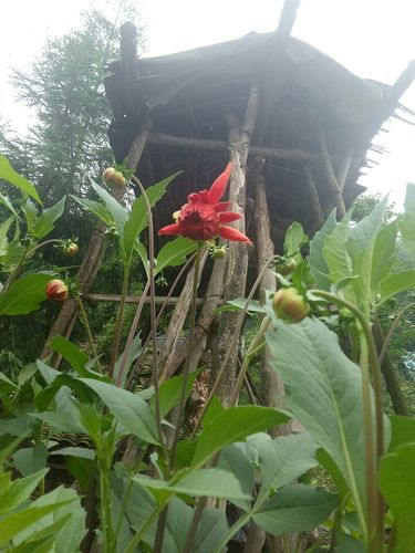 四川乐山马边彝族自治县昨日新增感染趋势蔓延_四川乐山马边县现状