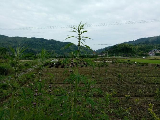 湖南怀化怀化洪江管理区今日新增重症7例/湖南怀化市洪江