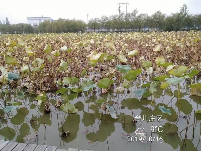 山东枣庄台儿庄区疫情2月16日消息最新(枣庄台儿庄人命案)