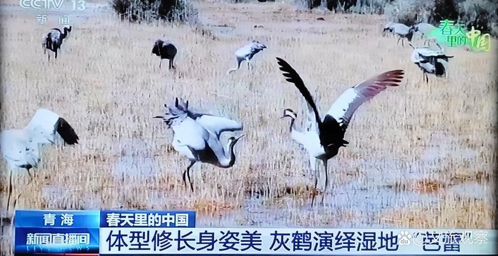 青海省海西蒙古族藏族自治州都兰县阳性感染者已回落26地(青海海西州都兰县有什么景点)