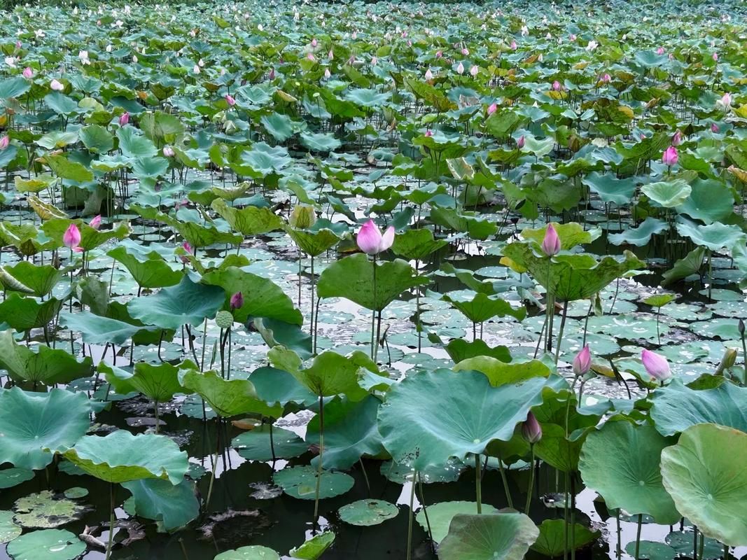  东莞生态园新增疫情关注:东莞生态园地址在哪里