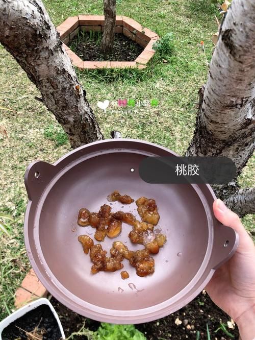 滦州近6天阳性感染者活动轨迹:一亩桃树能产多少桃胶