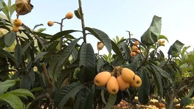 德昌县疫情今日消息最新:德昌县百度百科