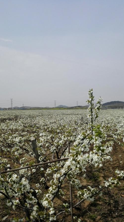 山东省临沂市兰陵县疫情分布图最新/山东省临沂市兰陵县疫情分布图最新情况