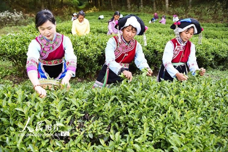 数据播报云南省大理白族自治州巍山彝族回族自治县疫情防控最新文件的简单介绍